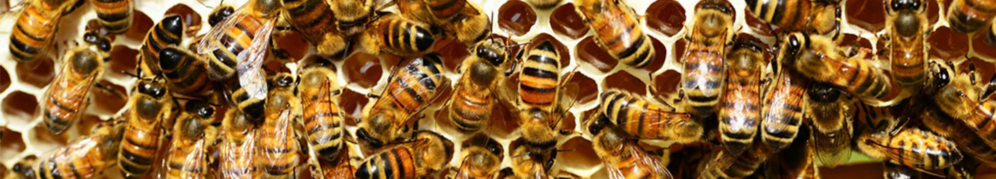 Sarum Bee Supplies Wiltshire worker bees